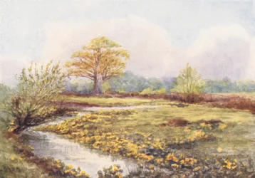New Forest: Marsh Marigolds at Longwater, Spring