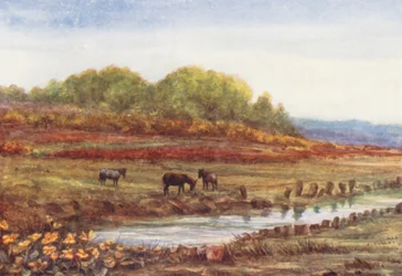 New Forest: Matley Wood and Bog, from Matley Passage