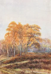 New Forest: The Birches at Faircrop, Early November