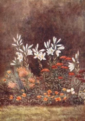 New Forest: The Lily Border, July