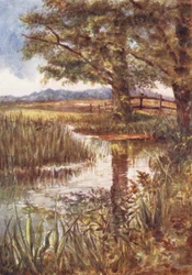 New Forest: The Pond at Park Hill, July