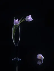 Elegant Purple Tulips