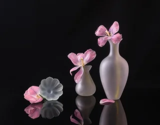 Fading Pink Tulips