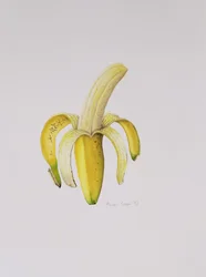 A Half-peeled Banana, 1997