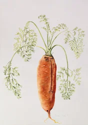 Carrot from My Garden