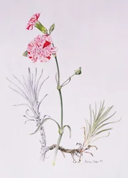 Old Variety of Dianthus, 1997