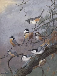 Bird Mix