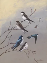 Swallow by Allan Brooks