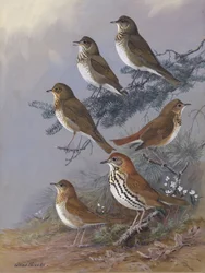 Thrush by Allan Brooks