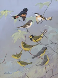 Warblers by Allan Brooks