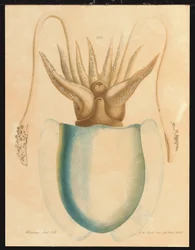A Cuttlefish Study