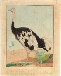 An Ostrich, in Profile, in a Desert Landscape