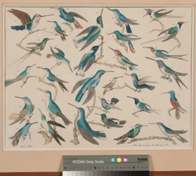 The Hummingbirds