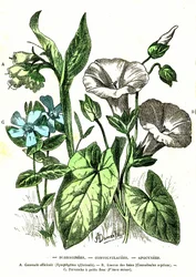Borraginees, Convolvulacees, Apocynees: Natural Creation and Living Beings. Drawing by A. Demarle 1885