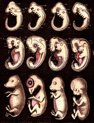 Compared embryos of 4 vertebrae (pig, hen, rabbit, man). Drawing by A. Demarle. 1885