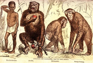 Evolution of mammals to the human type. Drawing by A. Demarle. 1885