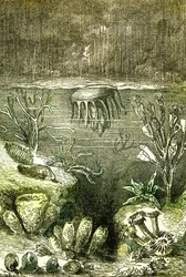 Prehistory-Terre et Mers: The beginning of the Silurian period