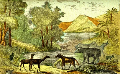Prehistory - Eocene period: From right to left: Paloeotherium, Anoplotherium, Xiphodonts and the birds Tantalus. Natural creation and living beings. Drawing by A. Demarle. 1885