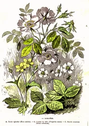 Rosacees. Drawing by A. Demarle. 1885