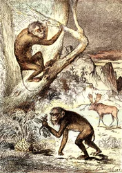 The Catarhinian Monkeys (Miocene Period). Drawing A. Demarle