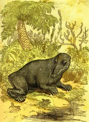 The Labyrinthodonte (Amphibian): Amphibious of the Coal Period. Natural Creation and Living Beings. Drawing by A. Demarle 1885