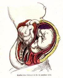 The Child in the Uterus (Late 9th Month) - The Normal Life & Health of J. Rengade - Drawing by A. Demarle 1881