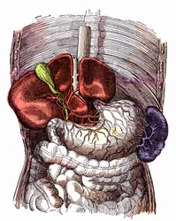 The digestive tract - Normal Life & Health by J. Rengade. Drawing by A. Demarle 1881