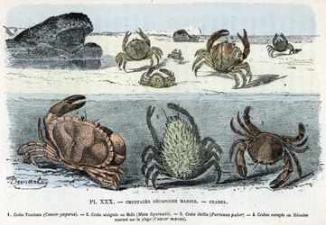 Zoological Plate: Crabs by Rengade
