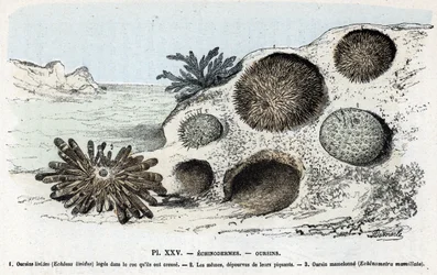 Zoological Plate: Echinoderms, Sea Urchins by Rengade
