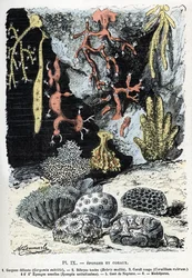 Zoological chart: sponges and corals (gorgone, bebryce, coral, sponges, neptune glove) Engraving from 