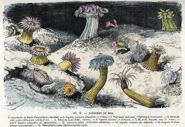 Zoological plate: sea anemones Engraving from 