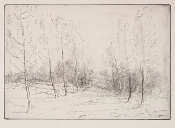 Avenue of Poplars