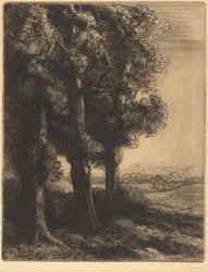 Corner of a Wood