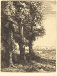 Corner of a Wood