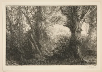 In the Forest of Conteville