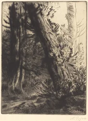 Edge of a Brook