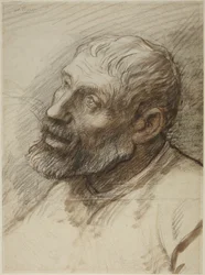 Head of Bearded Man