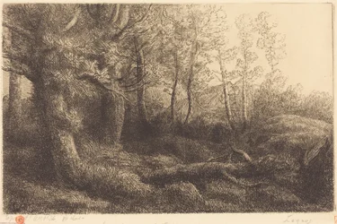 In the Forest