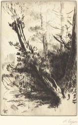 In the Woods