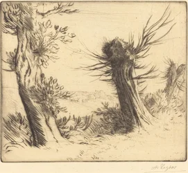 Willows