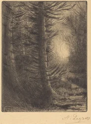 Woods in Winter Sun (1st Plate)