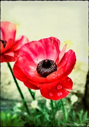 Red Anemone