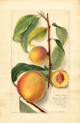 Peaches (Prunus persica)