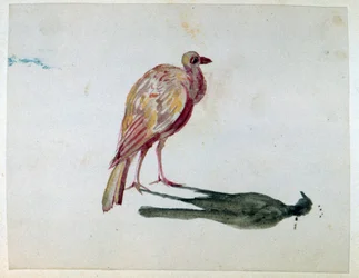 A Bird