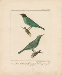 Black-headed Honeyeater