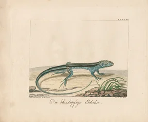 Blue-headed Skink