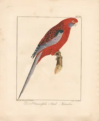 Crimson Rosella, Male