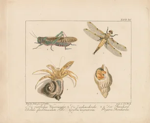 Dragonfly, Grasshopper and Hermit Crab