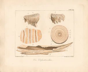 Elephant Tusks