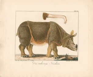 Indian Rhinoceros